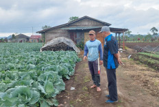 Harga Tomat-Sawi di Tingkat Petani Anjlok