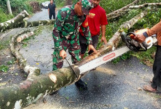 Akibat Pohon Tumbang, 1 Jam Lebih Jalur Sukabumi-Suoh Macet 