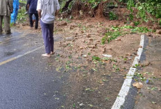 Pohon Tumbang dan Longsor Tutup Jalan Liwa-Krui, Lalu Lintas Lumpuh