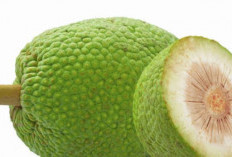 Sukun: Buah Tropis Indonesia yang Mendunia