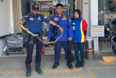 Petugas Damkar Evakuasi Ular King Kobra di Minimarket