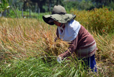 Masuk Proses Panen, Tidak Ada Sawah Terdampak Hujan Deras