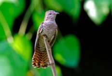 Mitos Burung Kedasih Dalam Islam dan Primbon Jawa