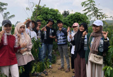 Sebulan di Lampung Barat, Mahasiswa UNILA Belajar Budidaya dan Pengolahan Kopi