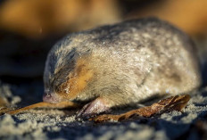 Penelitian Ungkap Tikus Punya Indra Angka, Buka Jalan Baru dalam Studi Kognitif Hewan