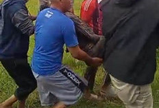 Terjatuh Bersama Motornya, Pria di Batubrak Ditemukan Meninggal di Sawah