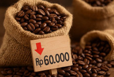 Harga Kopi Robusta Jatuh,  Kini di Bawah Rp60 Ribu Perkilogram