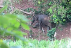 Gajah Lepas dari Rombongan,  GPS Collar Tak Aktif Dua Pekan