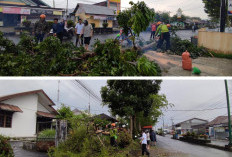 Diguyur Hujan Deras, 2 Pohon Tumbang di Jalan Raden Intan Liwa