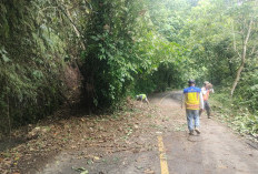 Sempat Tertimbun Longsor, Jalan Nasional Liwa–Krui Kembali Normal