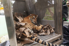 Waspada! Harimau Tertangkap, Belum Pasti  Pelaku Penyerangan Manusia