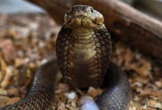 Remaja di Sukoharjo Digigit Kobra Usai Unboxing Paket Online, Salah Penanganan Awal Perparah Kondisi