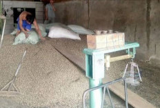 Harga Kopi Robusta Melonjak Hingga Rp70.000 per Kilogram 