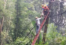 Petugas PLN Krui Diduga Tewas Kesetrum Saat Perbaiki Jaringan Listrik