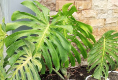 Monstera King, Tanaman Hias Bernilai Jual Tinggi