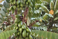 Ternyata Buah Belimbing Wuluh Banyak Manfaatnya Bagi Kesehatan..