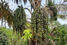 Cara Merawat Pohon Aren Agar Mendapatkan Air Nira yang Banyak untuk Gula Aren