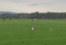 Petani di Pesisir Tengah Mulai Pupuk Tanaman