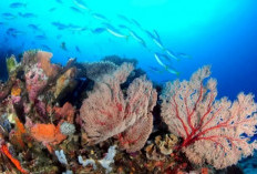 Taman Laut Banda, Pesona Bahari di Timur Indonesia