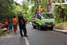 Hujan Deras disertai Angin Kencang Sebabkan Pohon Tumbang di Pal 8