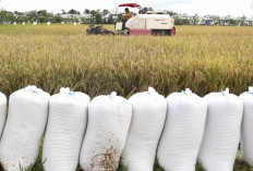 Mentan Ungkap Praktik Pengoplosan Beras SPHP Bulog di Riau, 9 Ton Disita