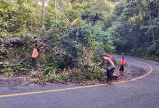 Gerak Cepat Polsek Bangkunat, Evakuasi Pohon Tumbang di Ruas Jalinbar Kawasan TNBBS