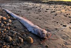 Ikan 'Kiamat' Kembali Terdampar di Pantai, Menjadi Pertanda Apa?