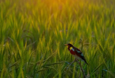 Berikut Cara Mengusir Hama Burung di Sawah, Bisa Pakai Apa? 