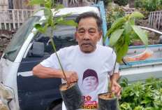 Menuju Setra Buah,  Heniarong Kembangkan Alpukat  Siger Jadi Komoditas Unggulan