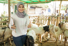 Tujuh Kunci Sukses Dalam Usaha Ternak Kambing