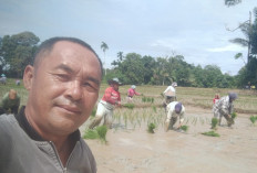 Pasca banjir,  Dorong Petani Percepat Penanaman Ulang Padi