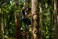 Repong Damar,  Pilihan Destinasi Wisata di Pesisir Barat