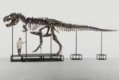 Fosil Terkubur 50 Tahun di Laci Museum Mongolia Ternyata Leluhur T-Rex