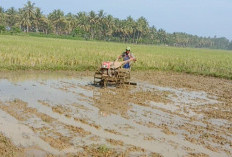 Musim Tanam Gadu, DKPP Pesbar Dorong Petani Lakukan Percepatan Tanam