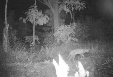 Satgas Temukan Jejak dan Hasil Tangkapan Camera Trap di Talang Lampung