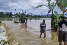 Banjir Di Kecamatan Kebun Tebu-Gedung Surian dan Air Hitam, Rugikan Peternak Ikan Berkisar Rp 8 Miliar 