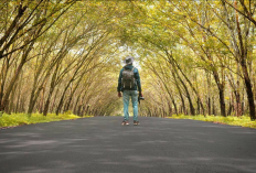 Terowongan Pohon Karet Trikora,  Pesona Tersembunyi di Lampung