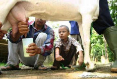 Kalsium Dari Berbagai Makanan Pilihan Selain Susu 
