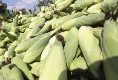 Pemerintah Naikkan Harga Pembelian Jagung untuk Petani Menjadi Rp5.500 per Kg