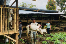 Ternak Kambing Karang Taruna  Hanakau Mulai Berkembang 