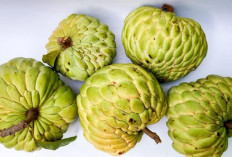 Manfaat Buah Srikaya Bagi Kesehatan