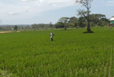 Sejumlah Areal Persawahan di Pesisir Barat Terancam Puso