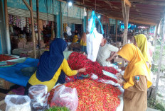 Harga Cabai Masih Fluktuatif, Pemkab Pesisir Barat Perkuat Pemantauan Pasar