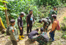 Jejak Harimau Kembali  Ditemukan di Kebun Warga