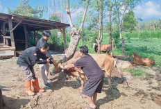 Tim Puskeswan Lakukan  Pemeriksaan Hewan Qurban
