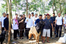 Jelang Idul Adha 1446 H,  Bupati dan Wabup Tulang Bawang   Cek Persiapan Kebutuhan Pokok 