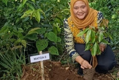 DWP Ikut Berpartisipasi Dukung  Gerakan Tanam 1 Juta Pohon Matoa
