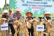 Panen Raya Jagung Wujud  Swasembada Berbasis Masyarakat