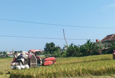 Produksi Padi Pesbar Stabil  Hingga Pertengahan Tahun
