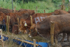 Jenis-Jenis Sapi Potong Unggulan Untuk Kurban